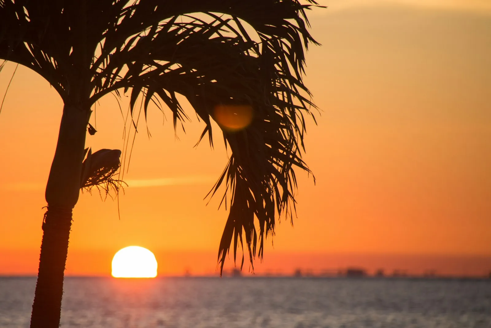 Palm tree silhouetted against a Gulf sunset